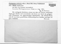 Meliola roureae image